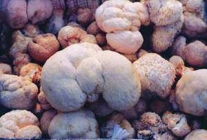 猴头菇的泡发和4种做法