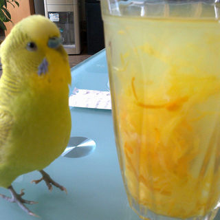 阳光蜂蜜橙子茶