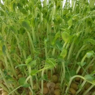 水培豌豆苗